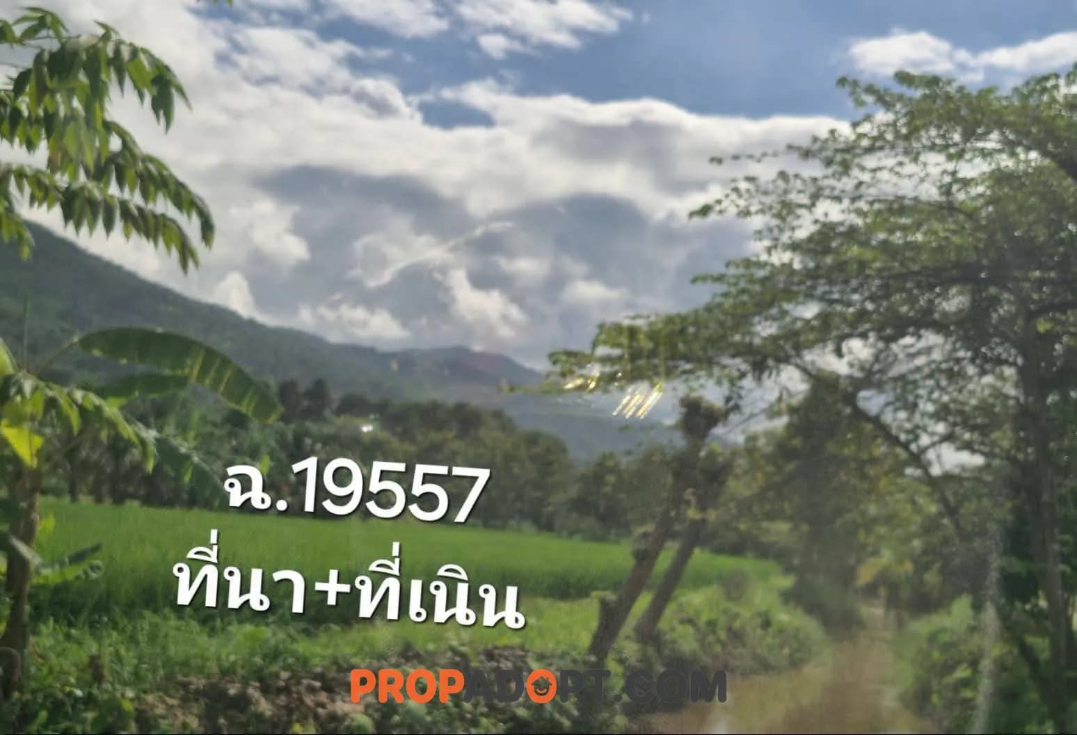 ขายด่วน! ที่นาทำเลทอง อ.แม่จัน จ.เชียงราย ใกล้โรงพยาบาลแม่จันเพียง 1 กม. 🌟