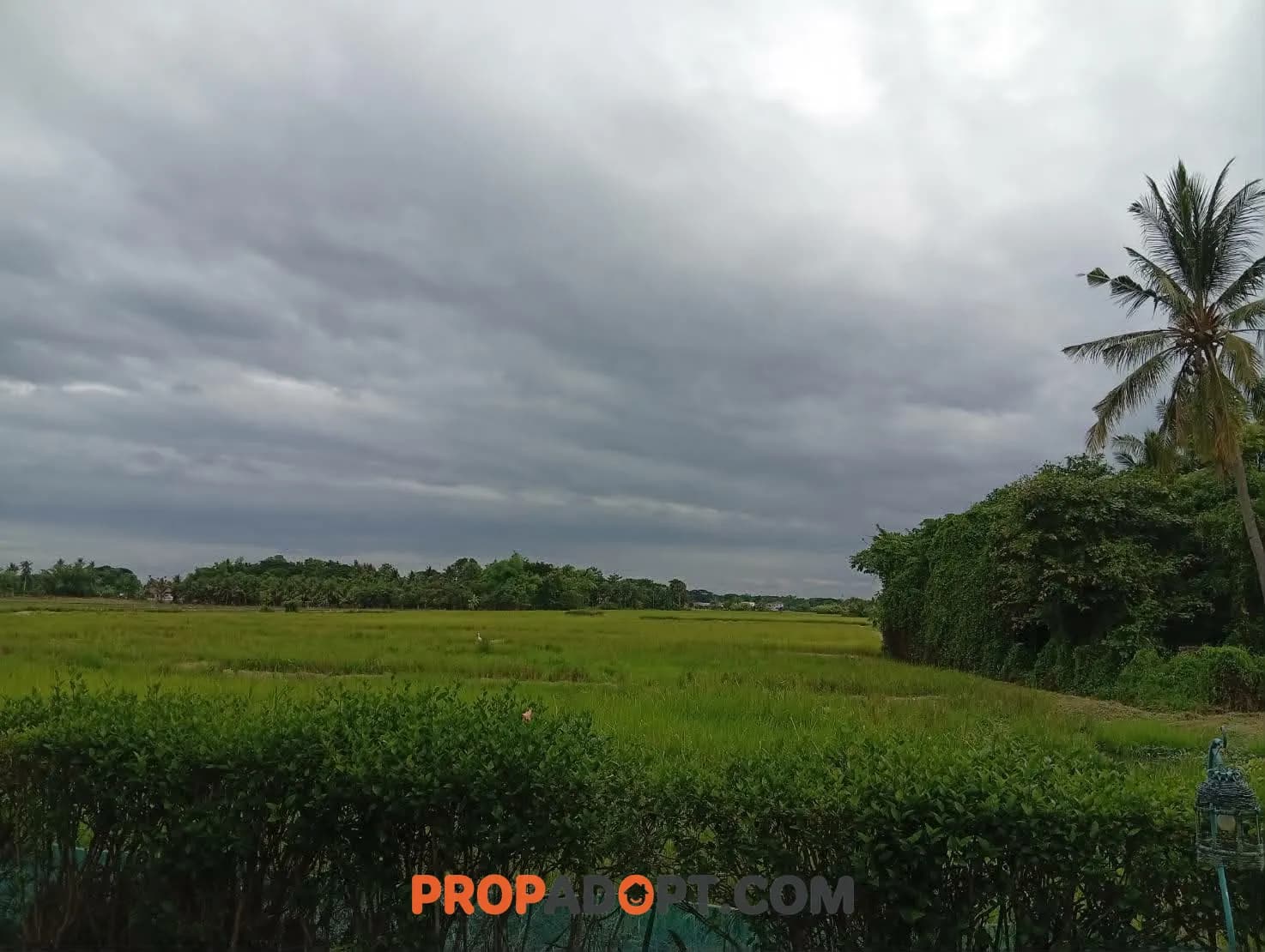Land for Sale | Prime Rice Field Plot