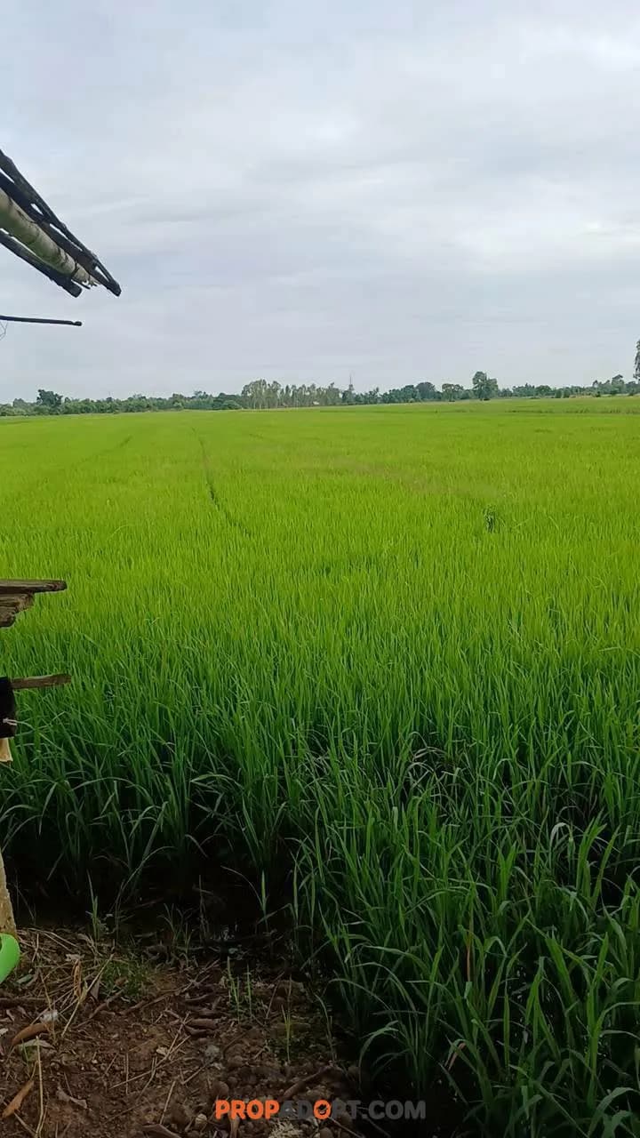 🌾 ขายที่ดินทำนาสวย ทำเลดี ต.บ้านกร่าง อ.เมืองพิษณุโลก 🌾